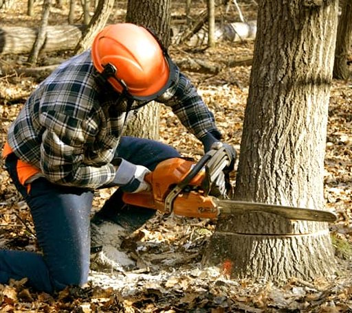 Tree Removal in Nashville, KS